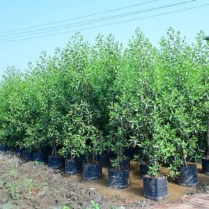 Conocarpus Erectus