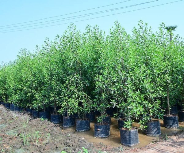 Conocarpus Erectus