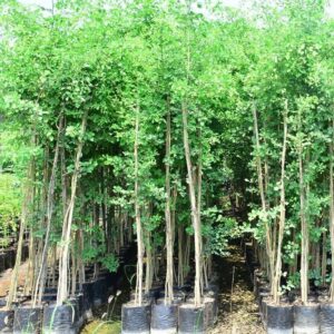 Dalbergia Sisoo