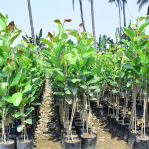 Ficus Benghalensis
