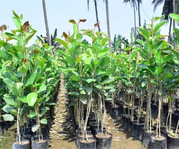 Ficus Benghalensis