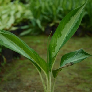 Aaglaonema