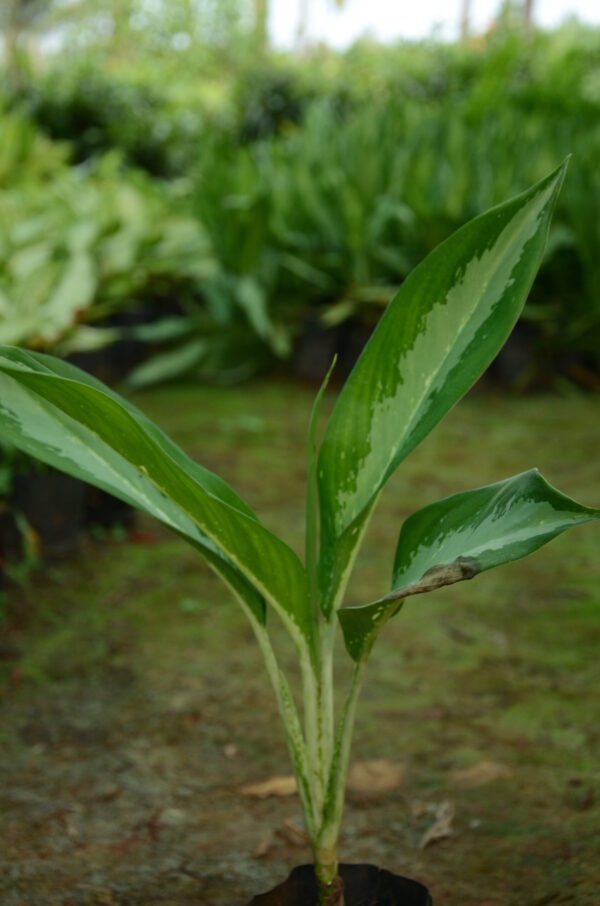 Aaglaonema
