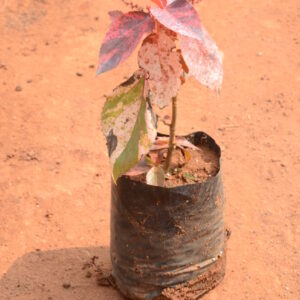 Acalypha 1