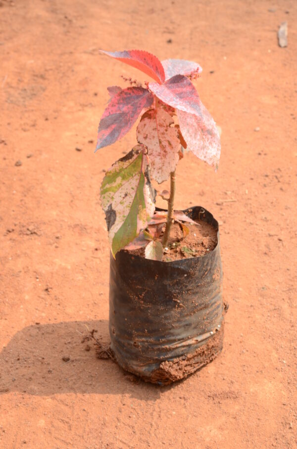 Acalypha 1