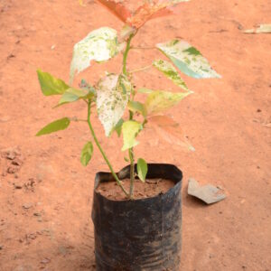 Acalypha 2