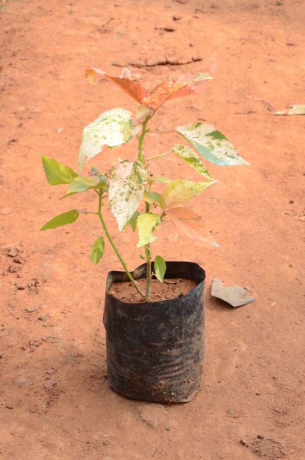 Acalypha 2