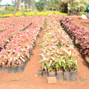 Acalypha 3