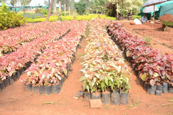 Acalypha 3