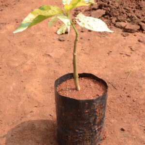 Acalypha 4