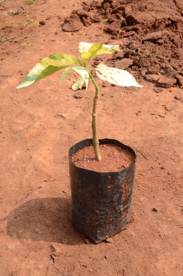 Acalypha 4
