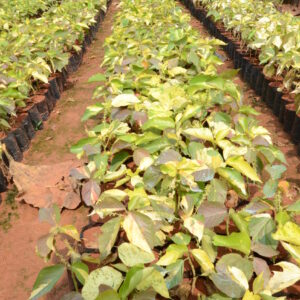 Acalypha 5