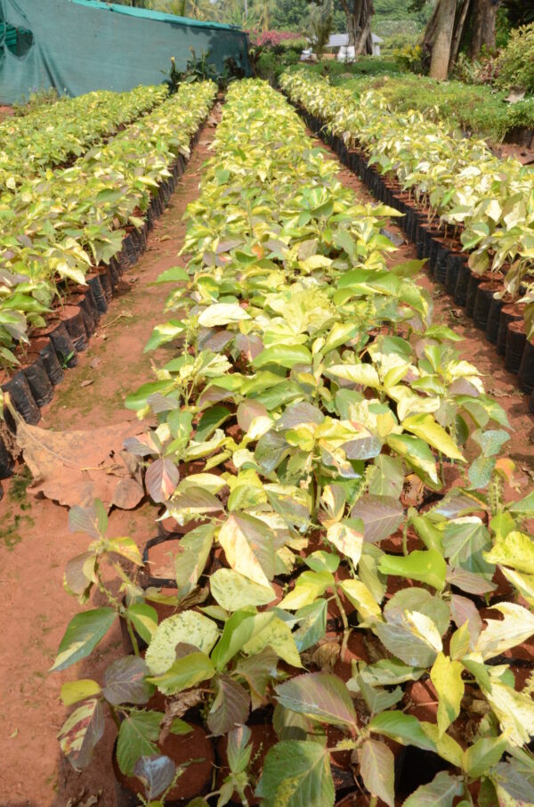 Acalypha 5