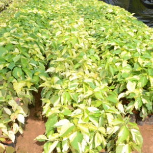 Acalypha Green