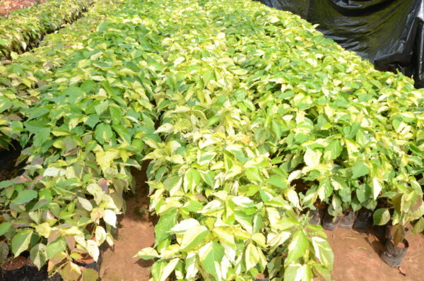 Acalypha Green