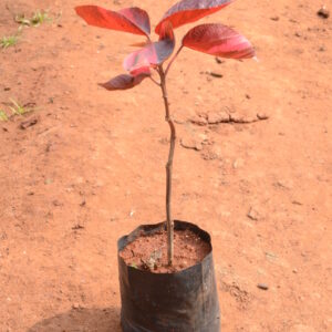 Acalypha