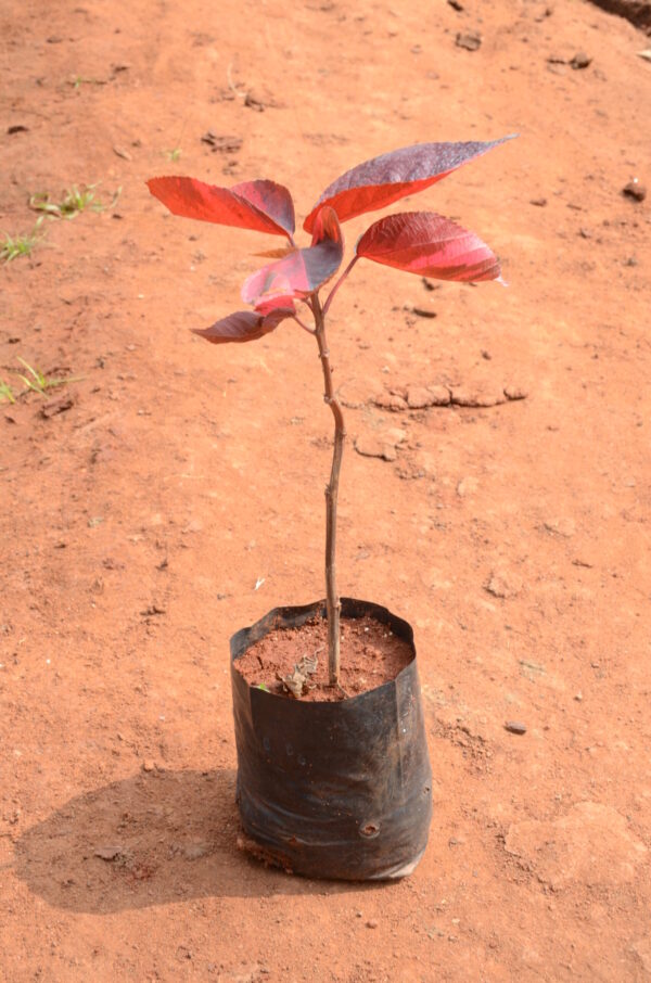 Acalypha