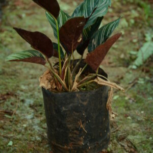 Aglaonema 2