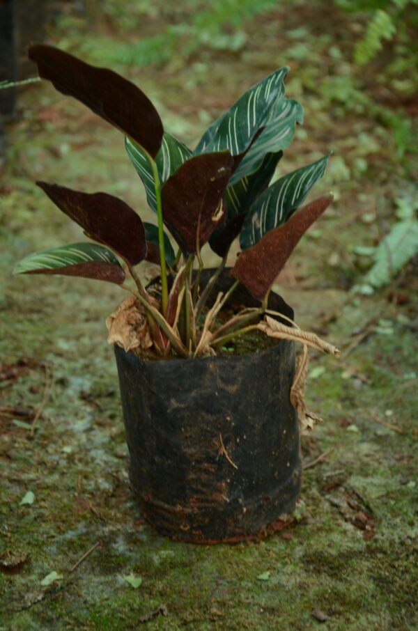 Aglaonema 2
