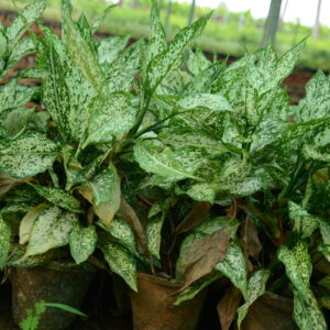 Aglaonema 3