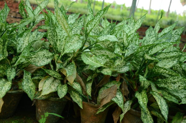 Aglaonema 3