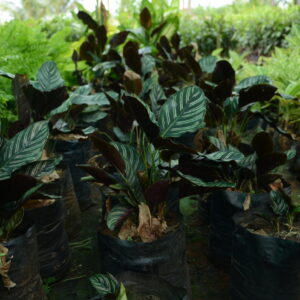 Aglaonema 4