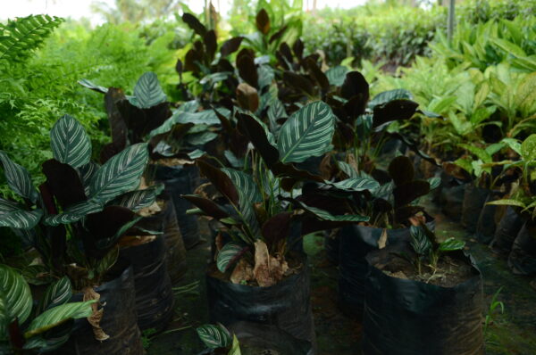 Aglaonema 4