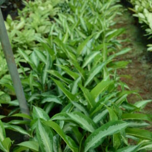 Aglaonema 5