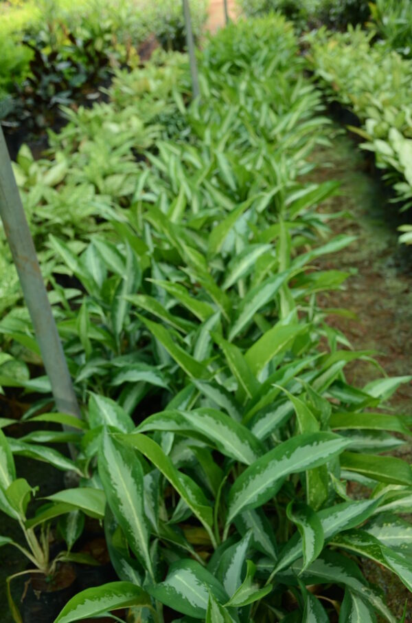 Aglaonema 5
