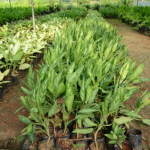 Aglaonema 6
