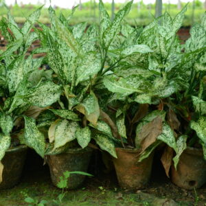 Aglaonema 7