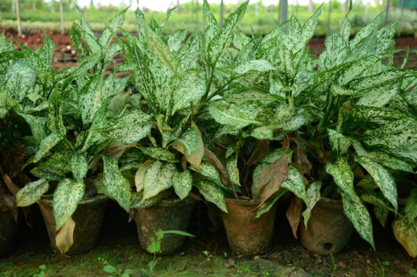 Aglaonema 7