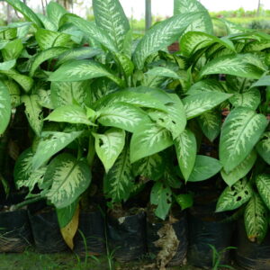 Aglaonema 8