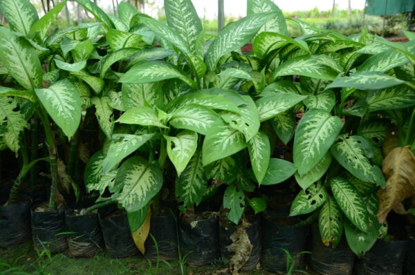 Aglaonema 8