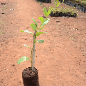 Alamanda Yellow