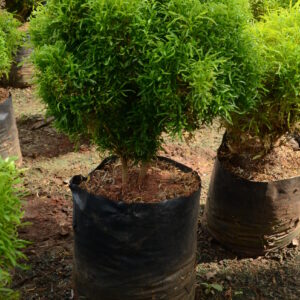Aralia Ball Green