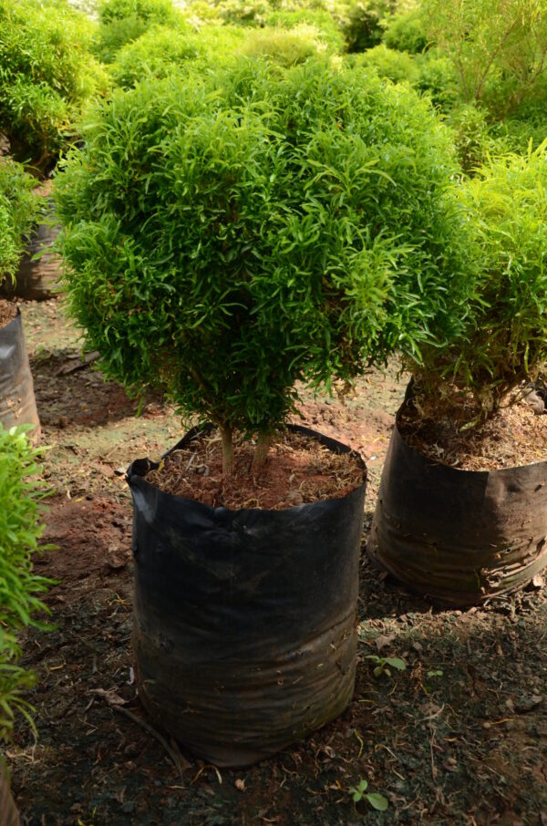 Aralia Ball Green