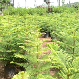Araucaria Heterophylla