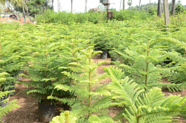 Araucaria Heterophylla