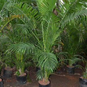 Areca Palm 1