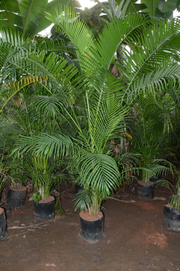 Areca Palm 1
