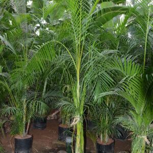 Areca Palm 2