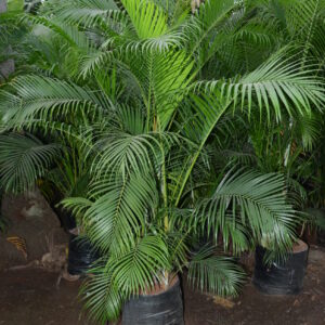 Areca Palm 3