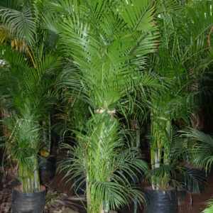 Areca Palm 4