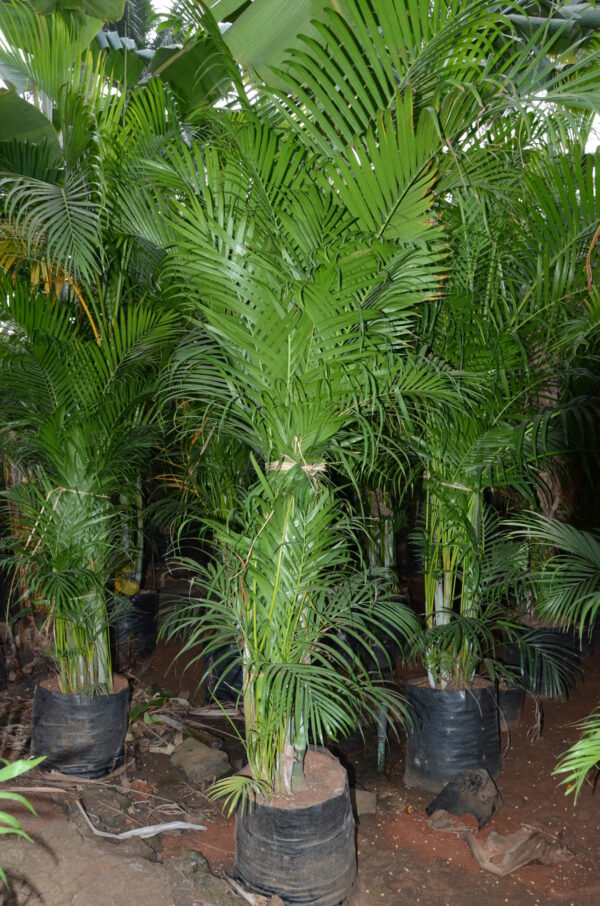 Areca Palm 4