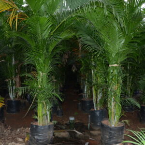Areca Palm 5