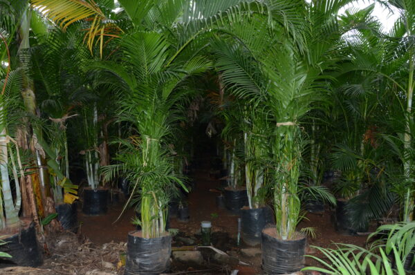 Areca Palm 5
