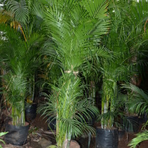 Areca Palm 6