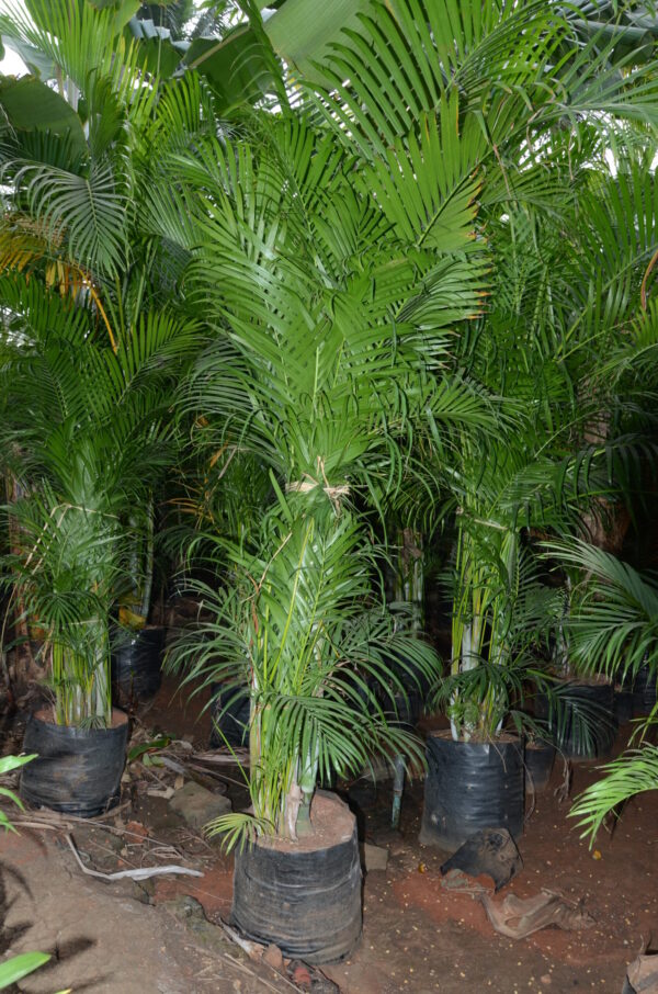 Areca Palm 6