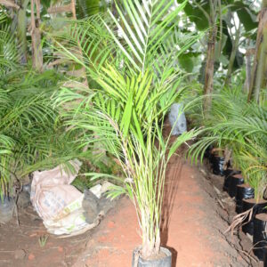 Areca Palm 9